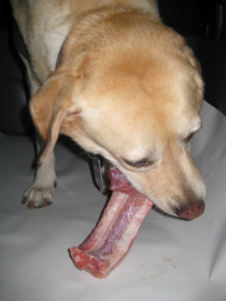 Бандаж для вымени коровы