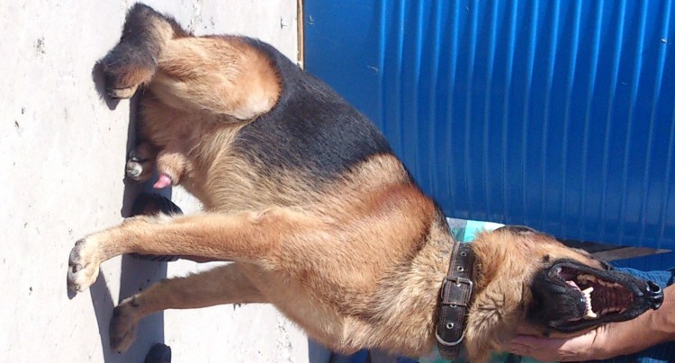 У собаки разъезжаются ноги задние