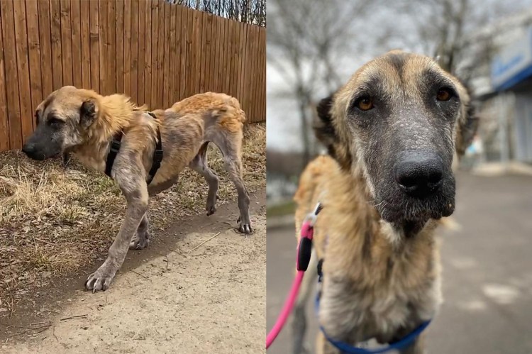 Операция иссечения у собаки