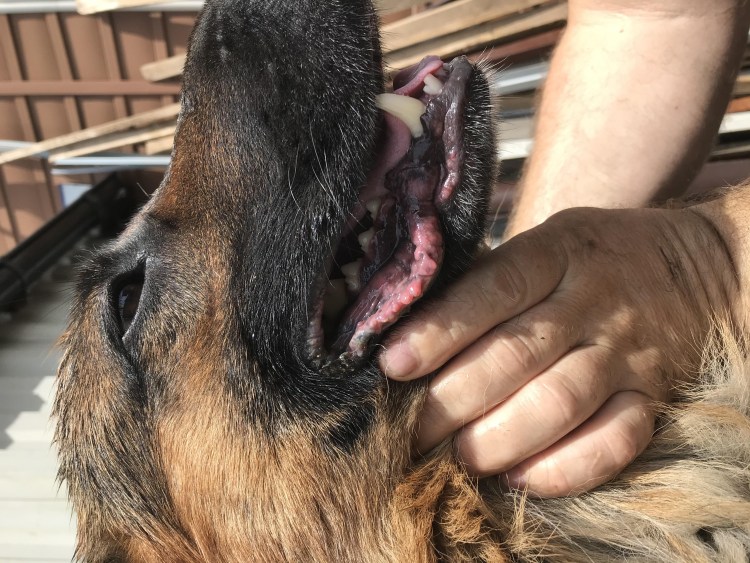 Щитовидная железа у собак