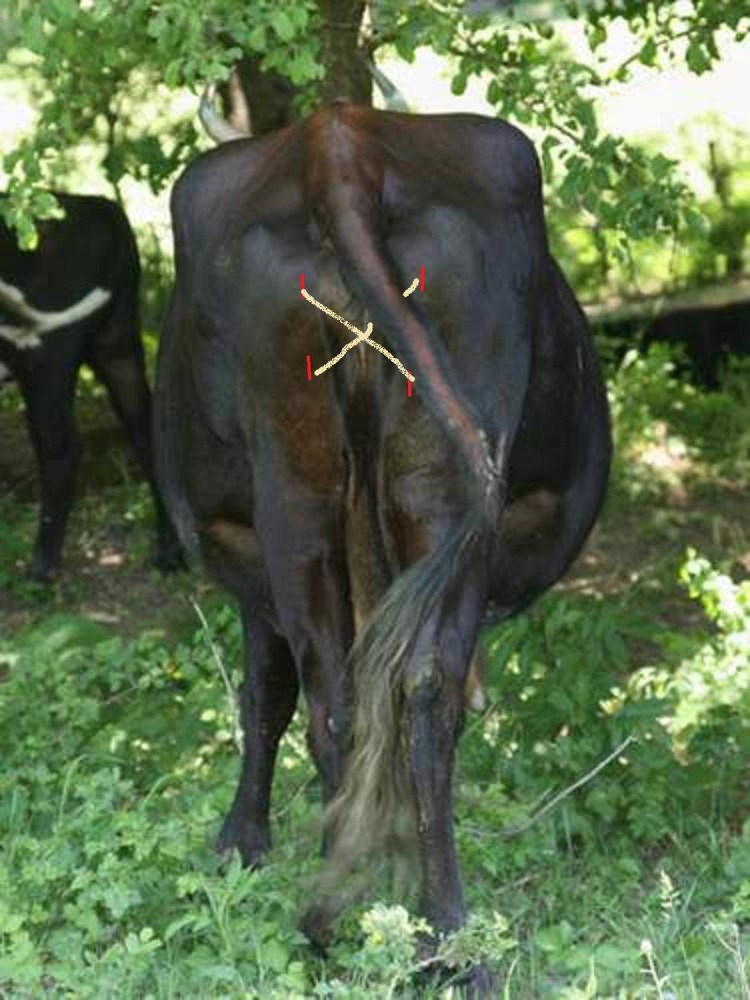 Малассезиозный дерматит у собак