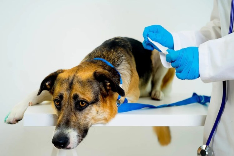 Собака болеет