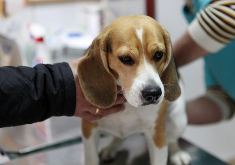 Спаниель выбросили найдена