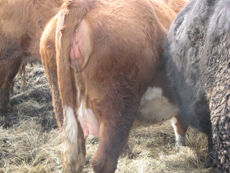 Живот беременной собаки