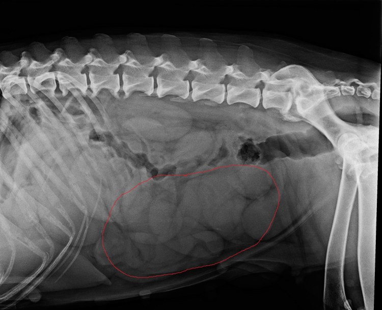 Стригущий лишай (дерматофитоз