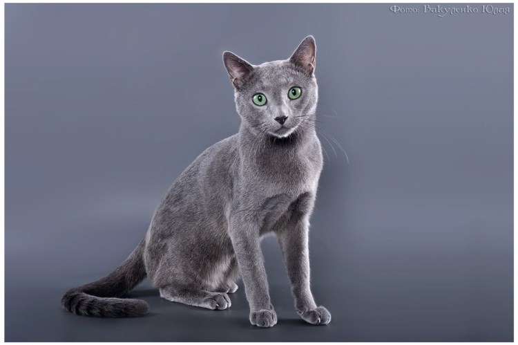 Русская голубая кошка Шеба
