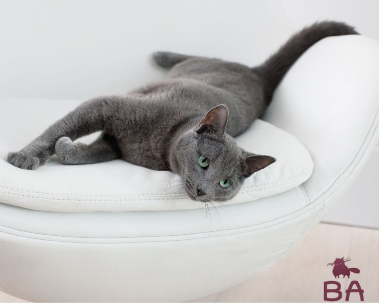 Серая кошка в рекламе Шеба