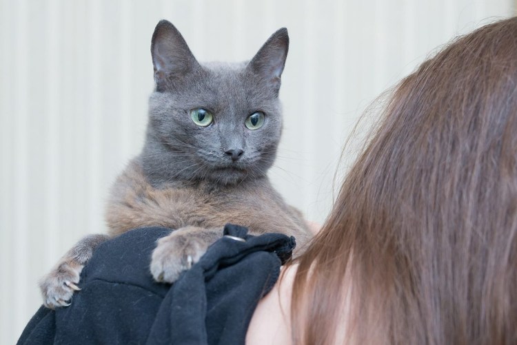 Кот бархатный коричневый