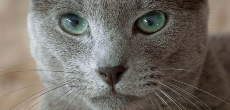 Ева Лонгория с котом