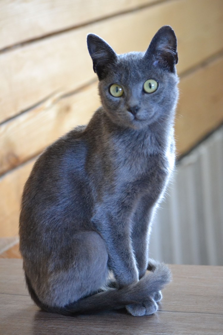 Русская голубая с желтыми глазами