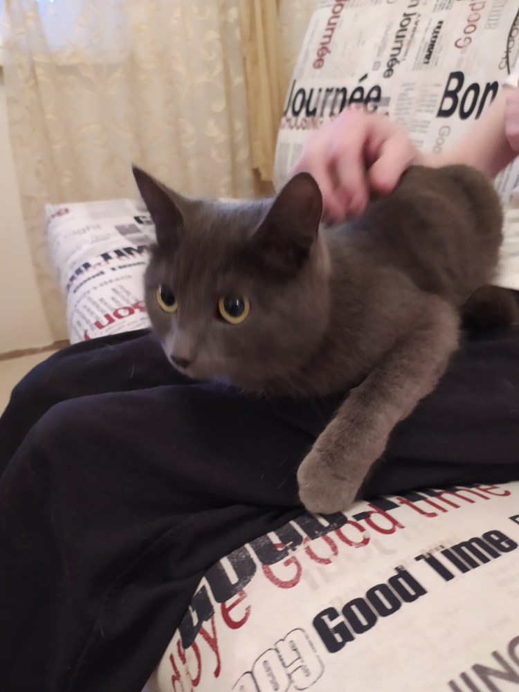 Ева Лонгория Шеба