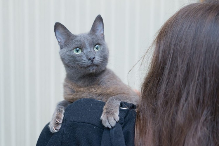 Пюре из кошки