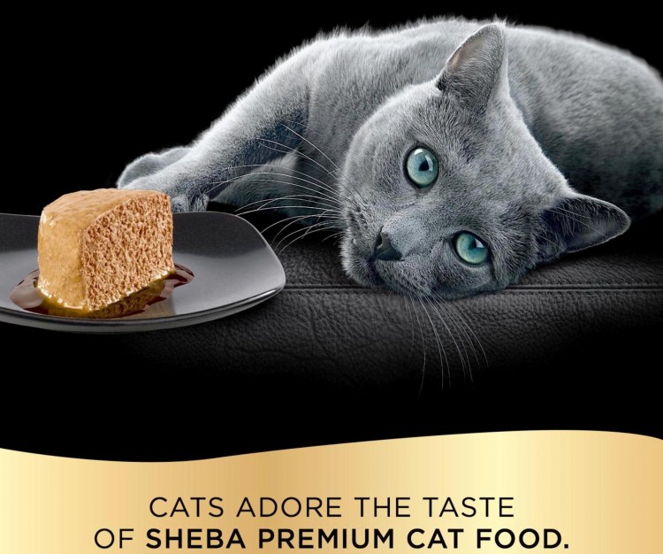 Сфинкс русская голубая кошка