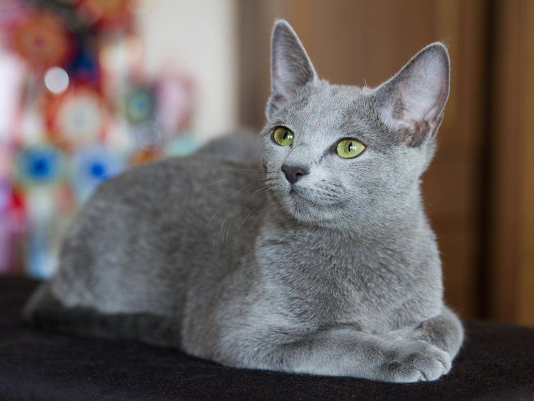 Русская голубая кошка