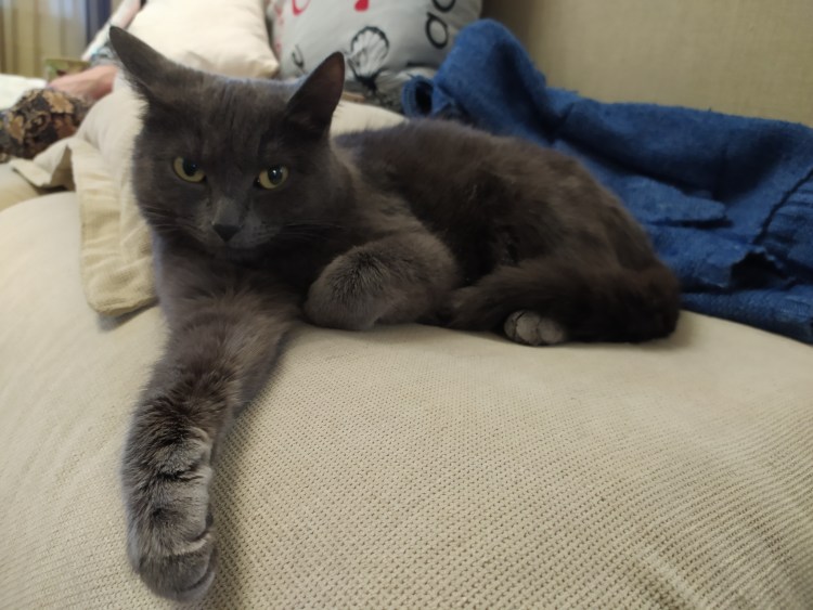 Сибирский голубая кошка короткошерстная