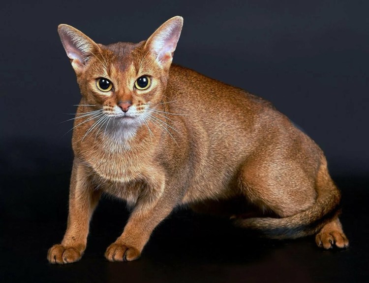 Sheba реклама