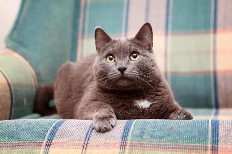 Реклама Шеба корм для кошек