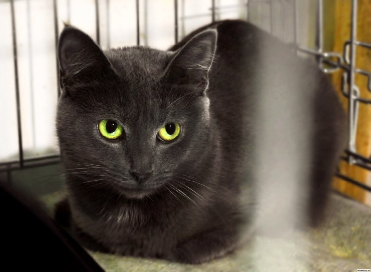 Русско голубые котята