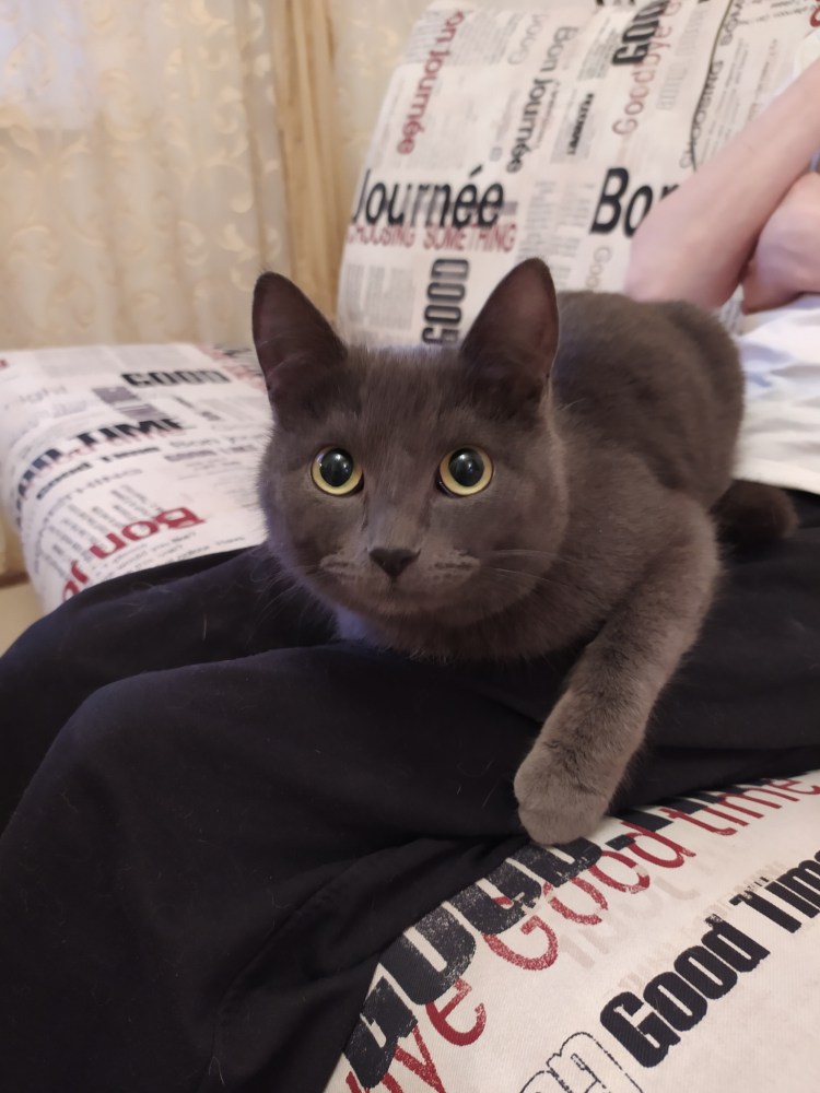 Порода кошки из рекламы Шеба