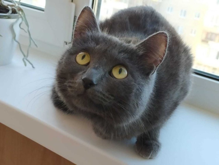 Шеба кот порода