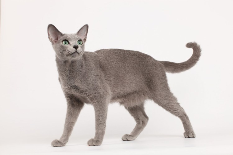 Ева Лонгория реклама кошачьего корма