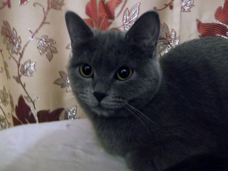 Русская голубая кошка Шеба