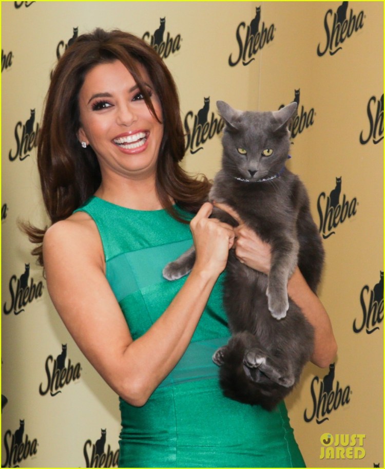 Реклама Шеба корм для кошек