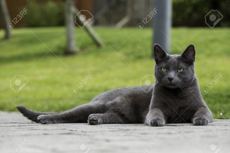 Кошка из рекламы Шеба