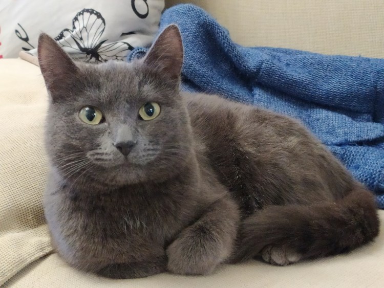 Картинки кошек