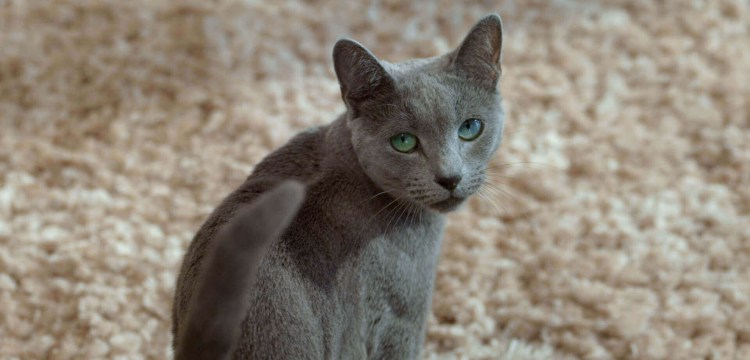 Ева Лонгория Шеба