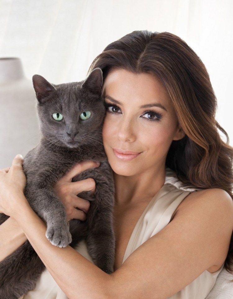 Русская голубая кошка Шеба