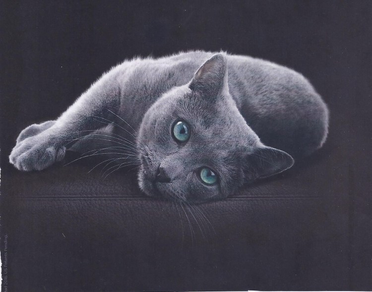 Порода кошки в рекламе Шеба