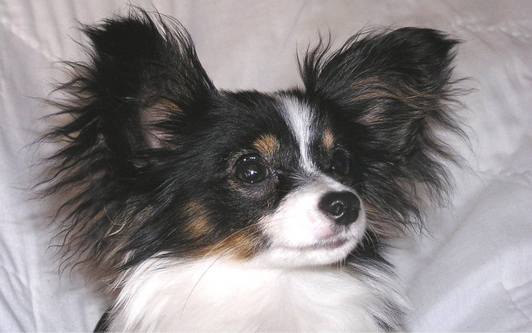 Папильон и шпиц