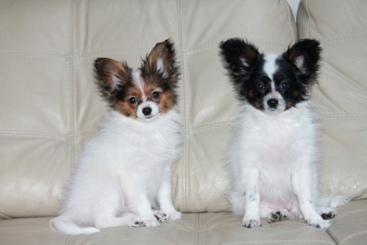 Помесь папильона и шпица