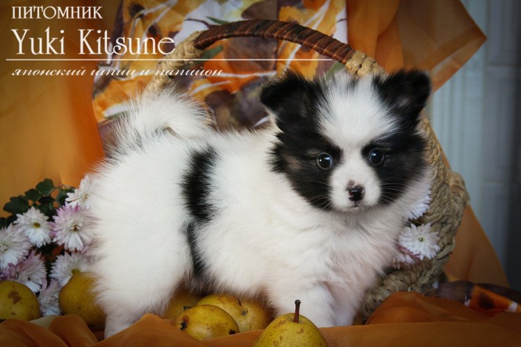 Папильон метис