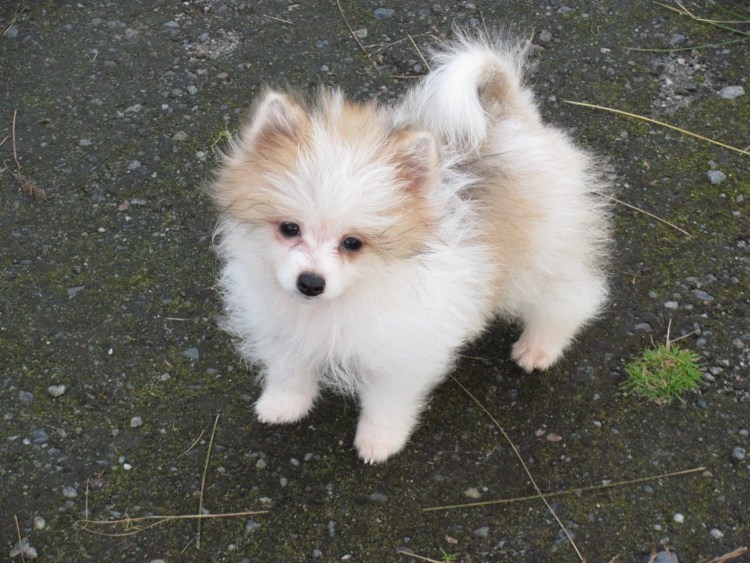 Папильон и шпиц