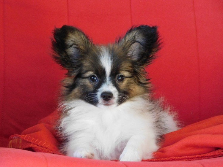 Метис папильона и шпица