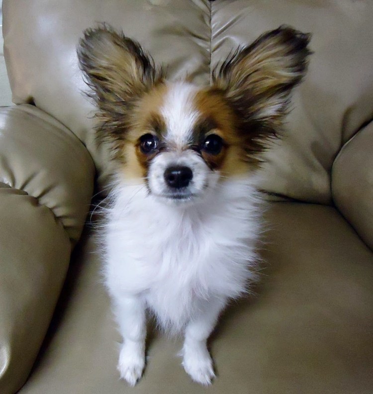 Папильон и чихуахуа смесь