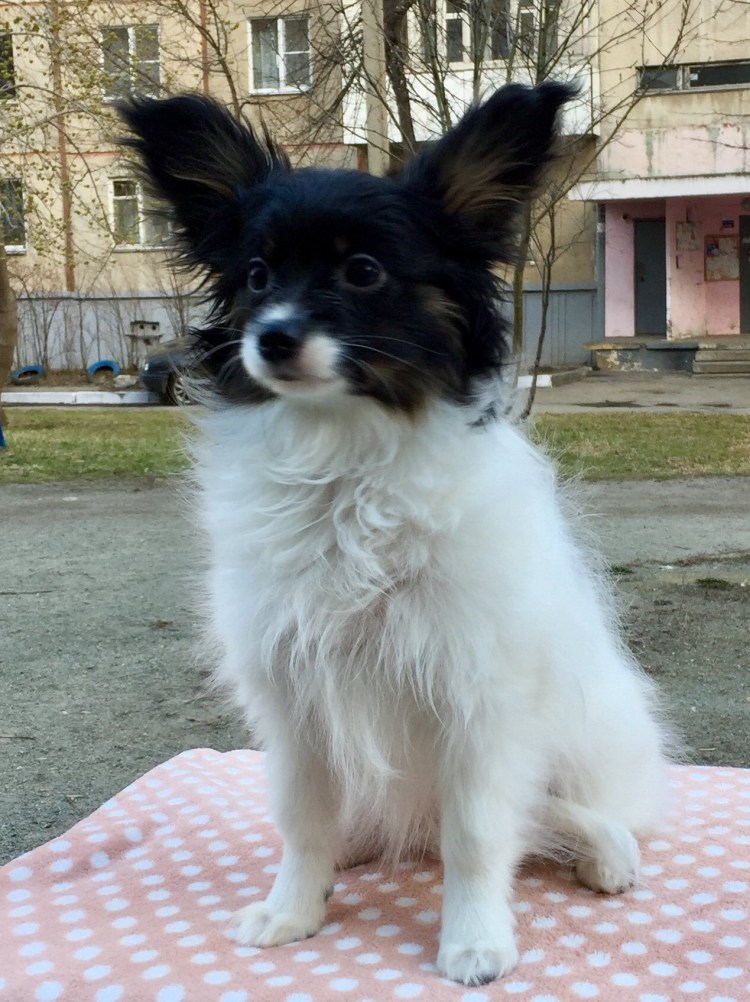 Папильон и шпиц метис