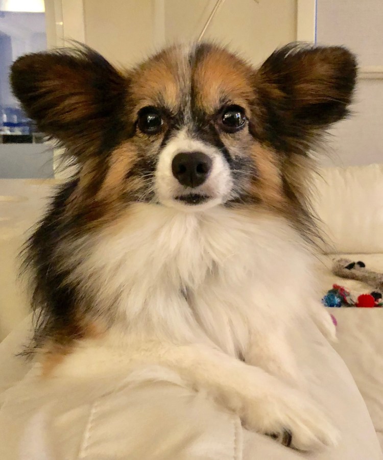 Папильон и чихуахуа