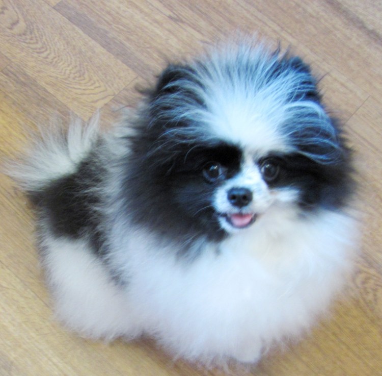 Папильон смесь со шпицем