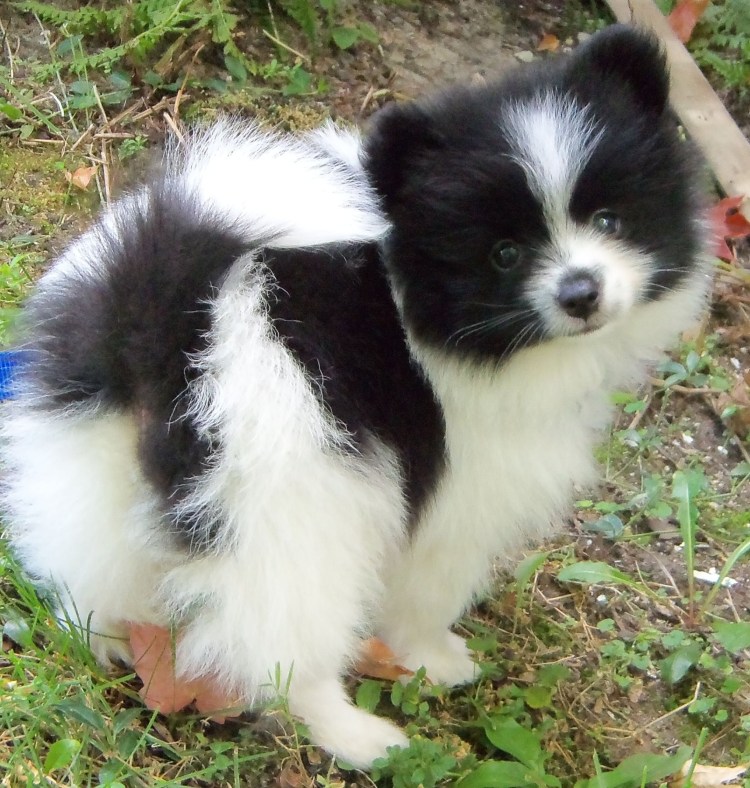 Папильон собака помесь