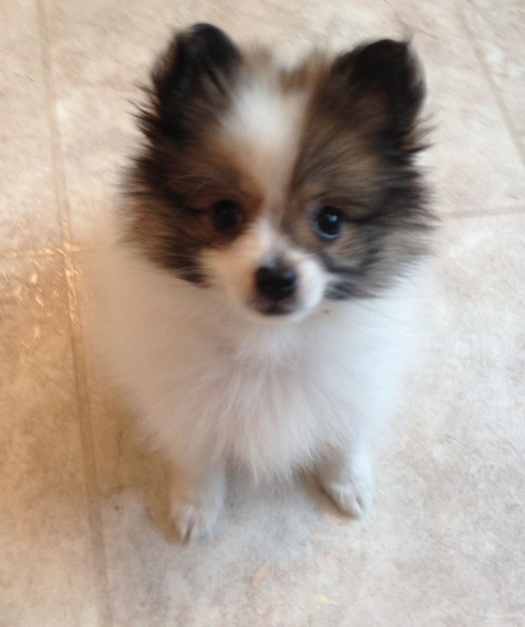 Пекинес Джек Рассел