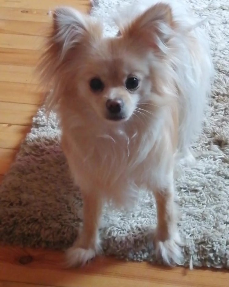 Корги и Папильон