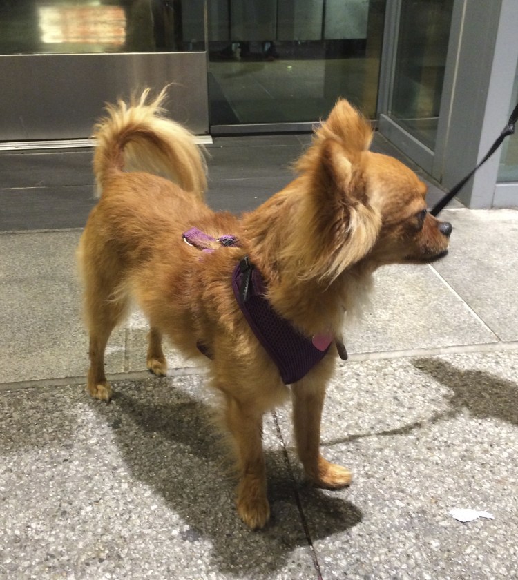 Папильон и померанский шпиц