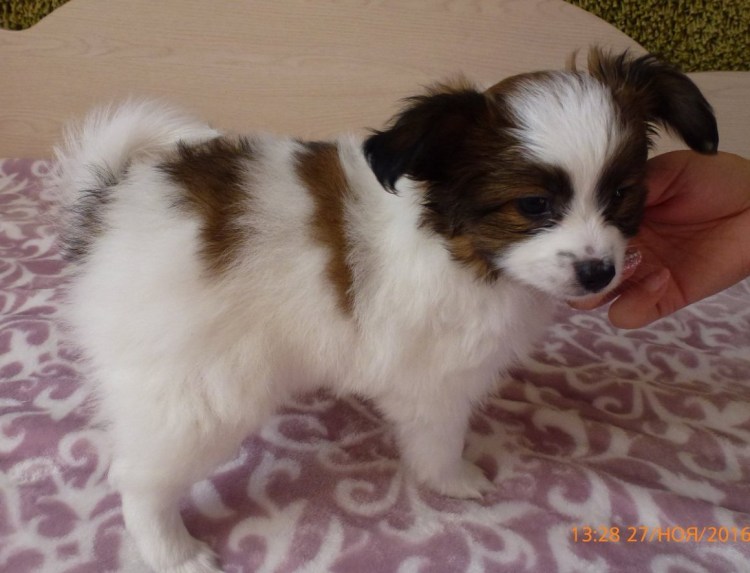 Папильон с чихуахуа помесь