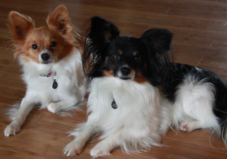 Метис шпиц Папийон