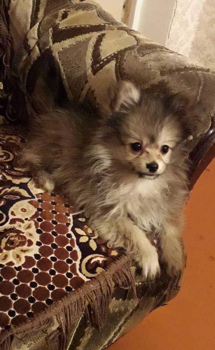 Помесь корги и шпица