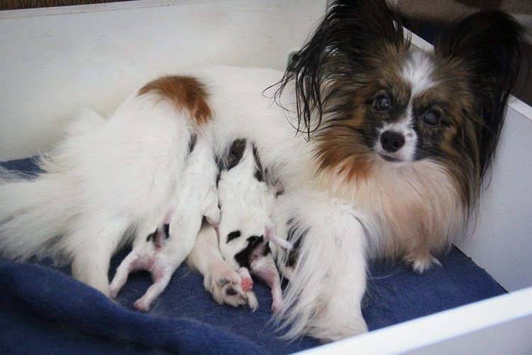 Метис шпиц Папийон