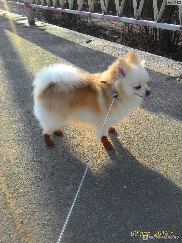 Папильон смесь со шпицем